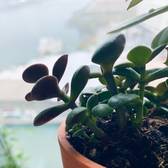 SOLD 🌱 Jade Starter Plant - Picture 4 of 5